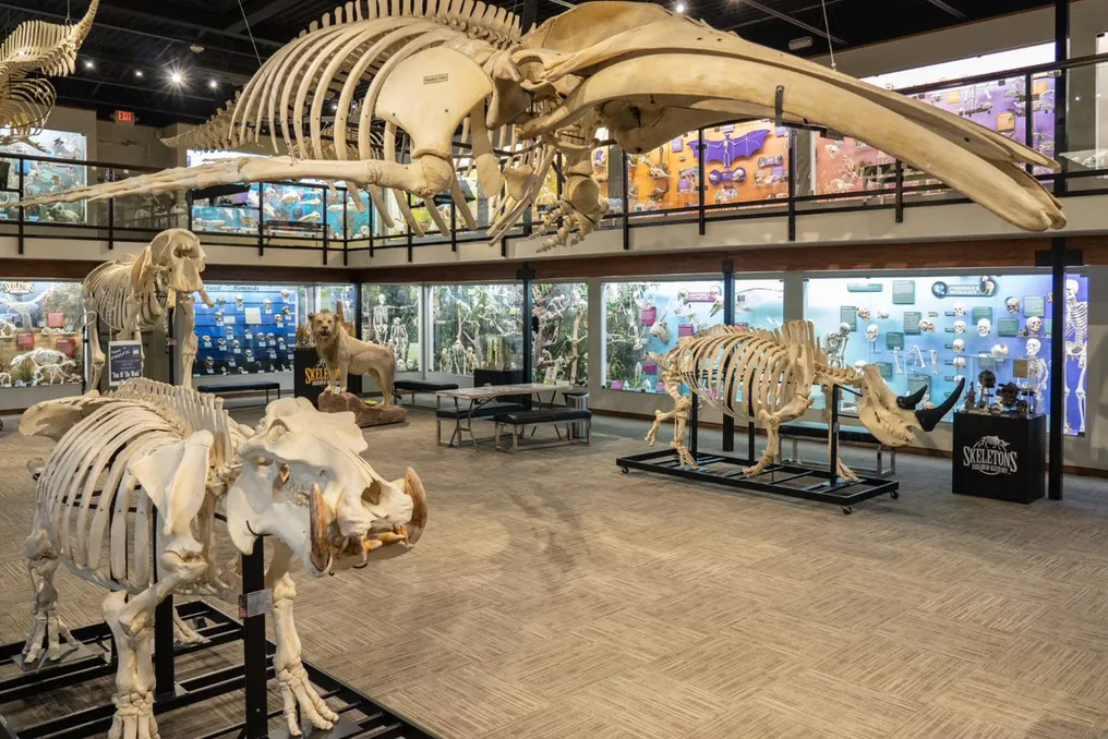 SKELETONS: Museum of Osteology Reception Venue - Wedding Service Guide US