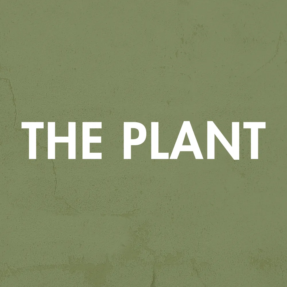 The Plant Venue Logo